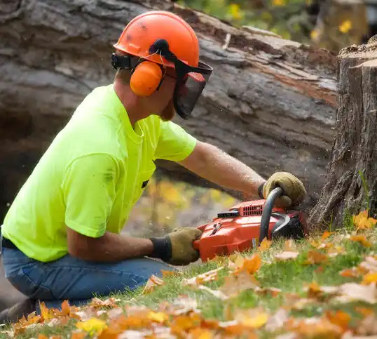 tree services Eaton Estates